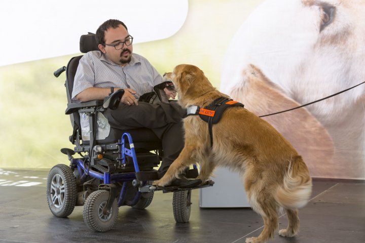 Assistenzhunde - Das Bild zeigt einen Mann in einem Elektrorollstuhl und einen Assistenzhund. Der Hund hat die Vorderpfoten auf die Fußstützen des Rollstuhls gestellt und hält einen Gegenstand in seinem Maul. Der Mann greift mit der Hand danach.