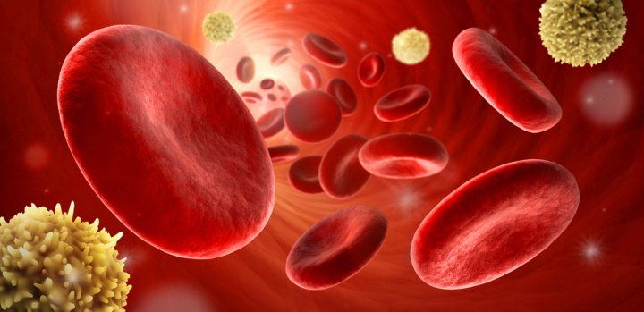 Ein animiertes Bild von roten Blutkörperchen in der Blutbahn.